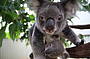 koala and baby in a tree